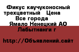 Фикус каучуконосный трехцветный › Цена ­ 500 - Все города  »    . Ямало-Ненецкий АО,Лабытнанги г.
